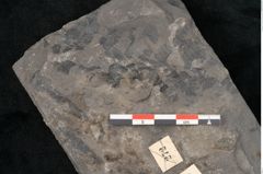 Foto (Detailansicht) von Pecopteris permaeformis Brongniart (NHMW-GEO-2024-0188-10926)